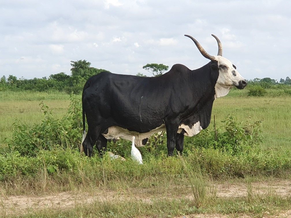 Formation au Congo